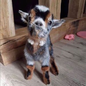 Meet your Posher, Leslie